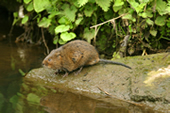 A Water Vole at Quarry Lane Nature Reserve 